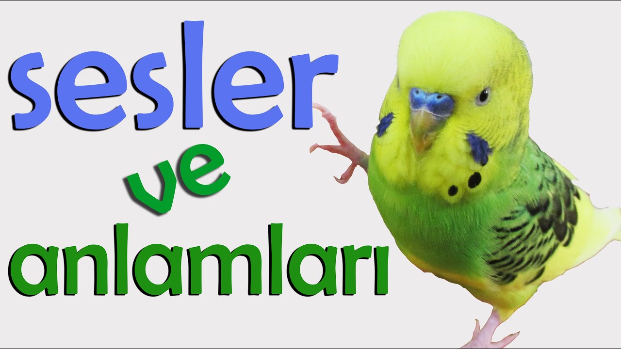Muhabbet Kuşu Sesleri Anlamları