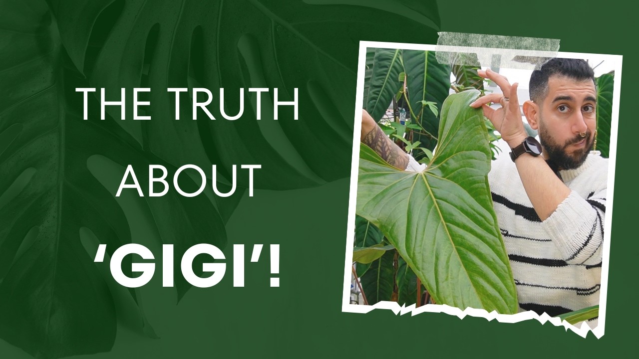 🌿 One Year with Anthurium ‘Gigi’ – Worth It? 🤔 Find Out!