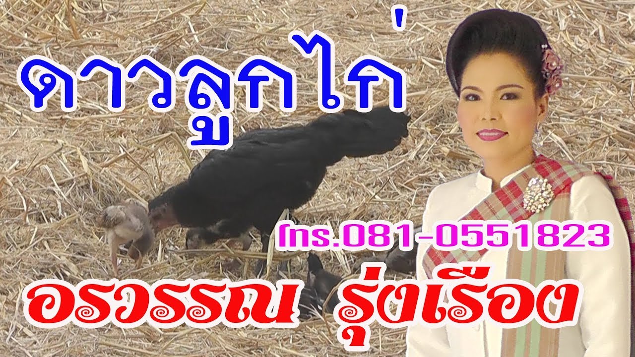 อรวรรณ รุ่งเรือง : ดาวลูกไก่
