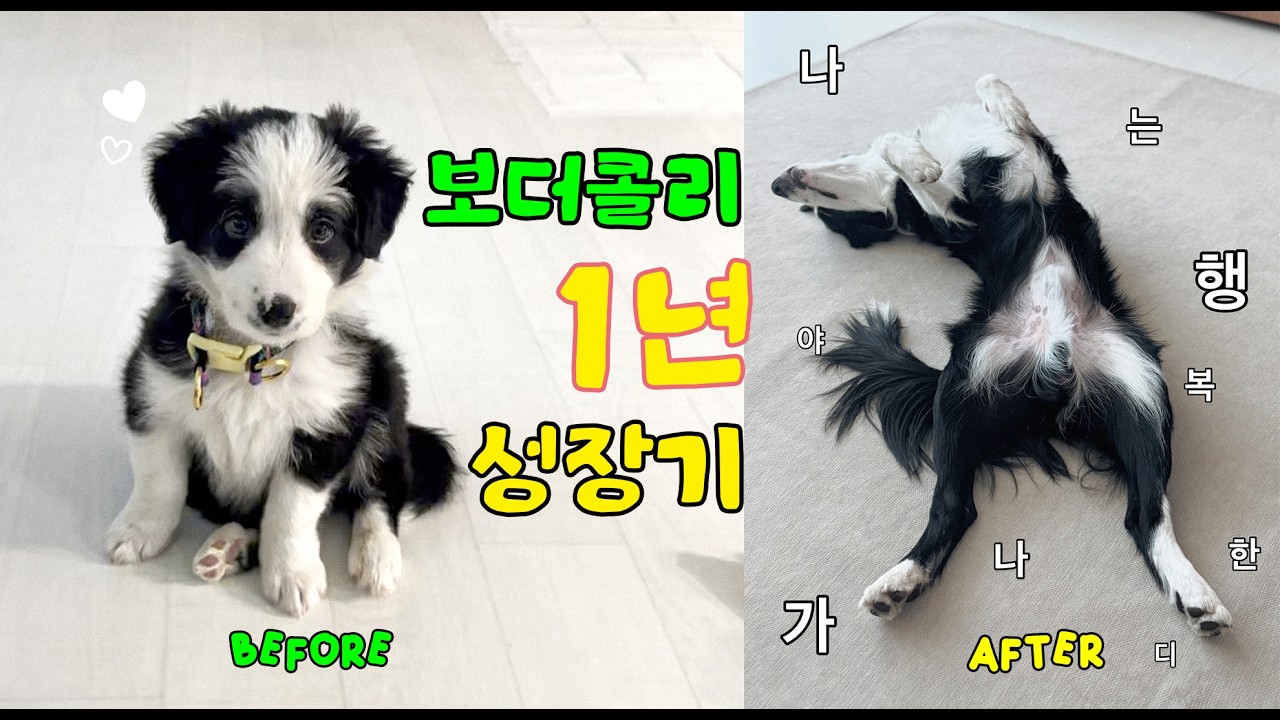 보더콜리1년 성장기록￼￼ 🐶 강아지 영상 보더콜리라이프