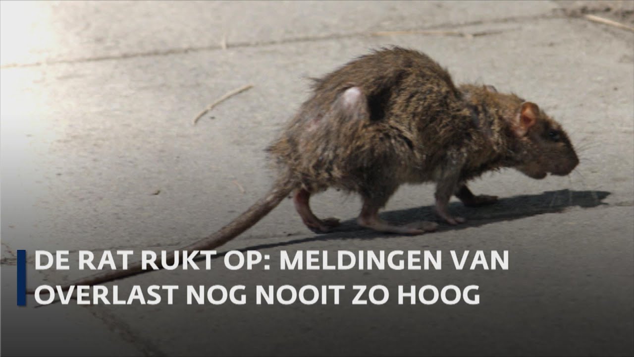 De rat rukt op in Nederland
