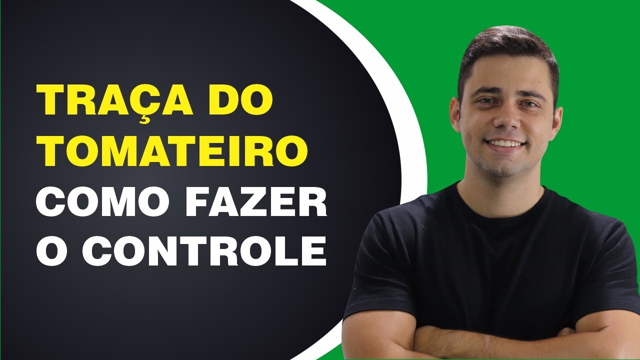 Traça do tomateiro como fazer o controle