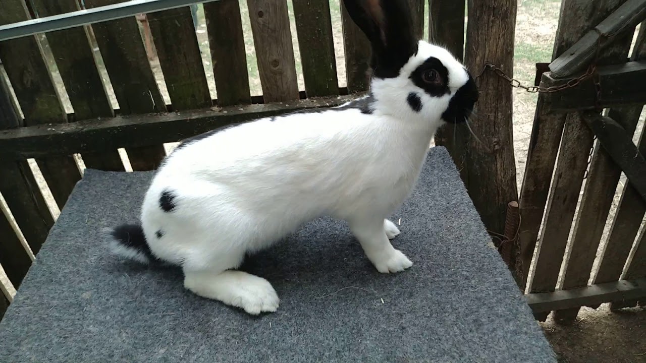 Clip rasa fluture german (presentation of german butterfly rabbits)😉