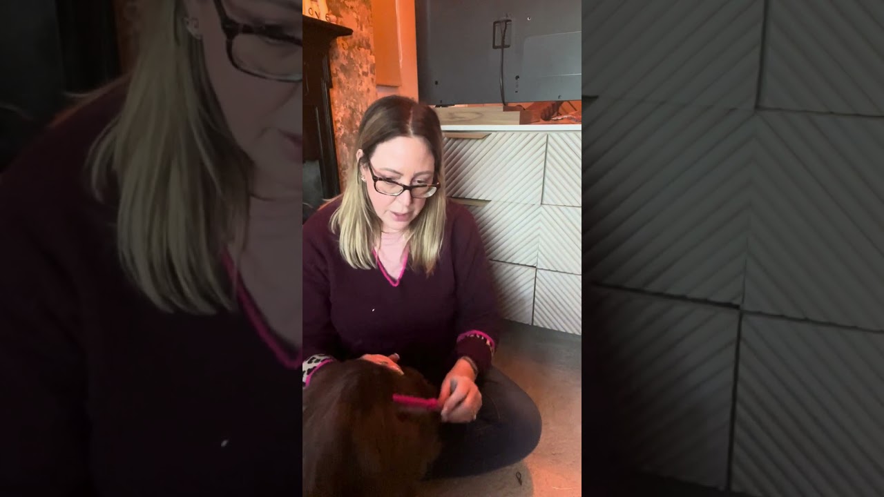 Cat grooming at home, getting your cat used to being brushed 