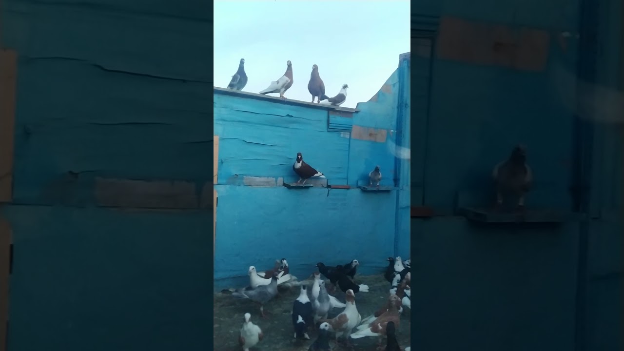 G&uuml;vercin,Antep G&uuml;vercin, Kuş&ccedil;u,Hatay G&uuml;vercin,Eski Kuş&ccedil;u