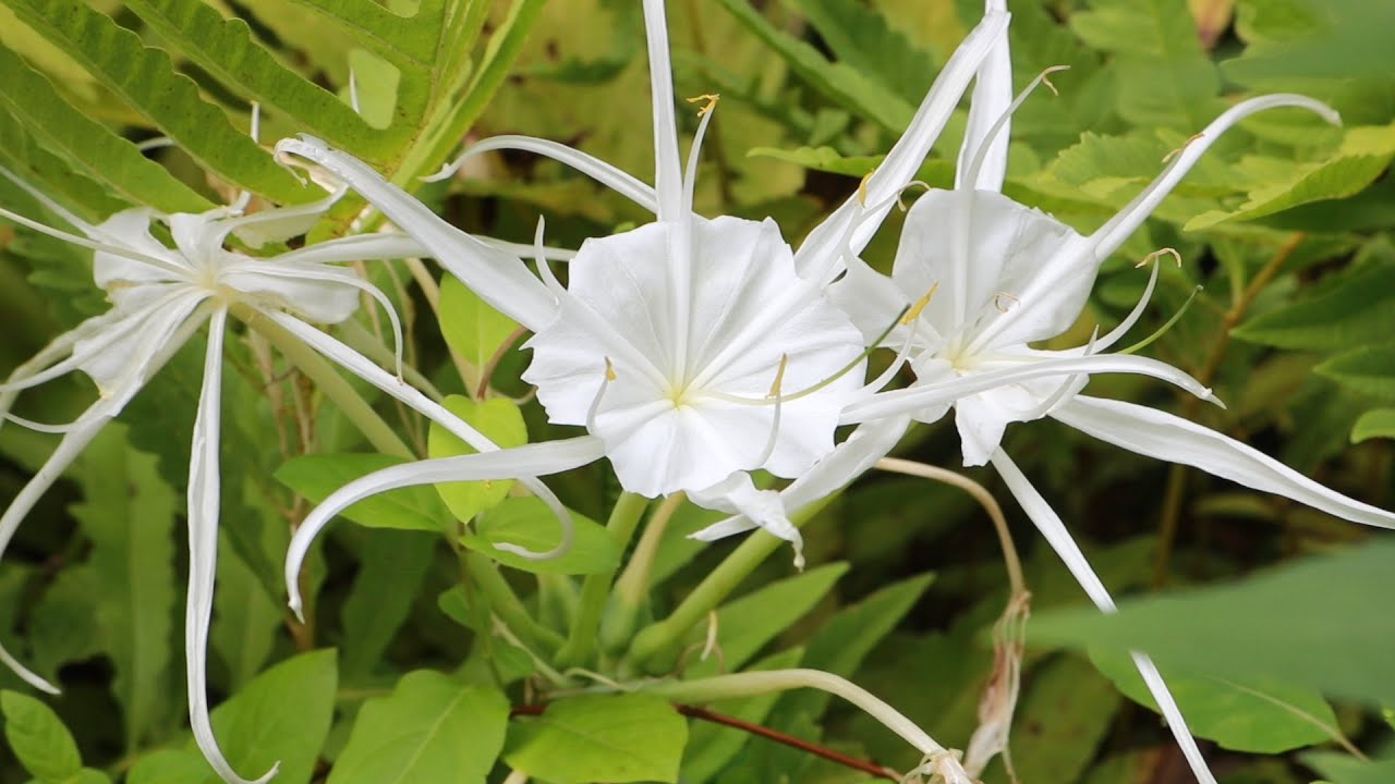 Manion's Moments: Spider Lily ... Or Cahaba Lily?