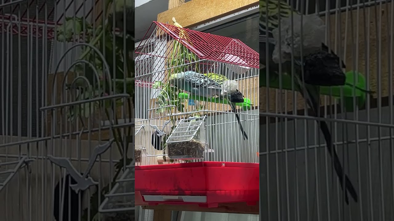 Parrot Lovers is live!