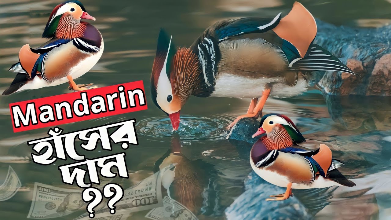 ম্যান্ডারিন হাঁসের দাম কত ?  কোথায় পাব!  ducks price in Bangladesh-India & Pakistan. mandarin duck