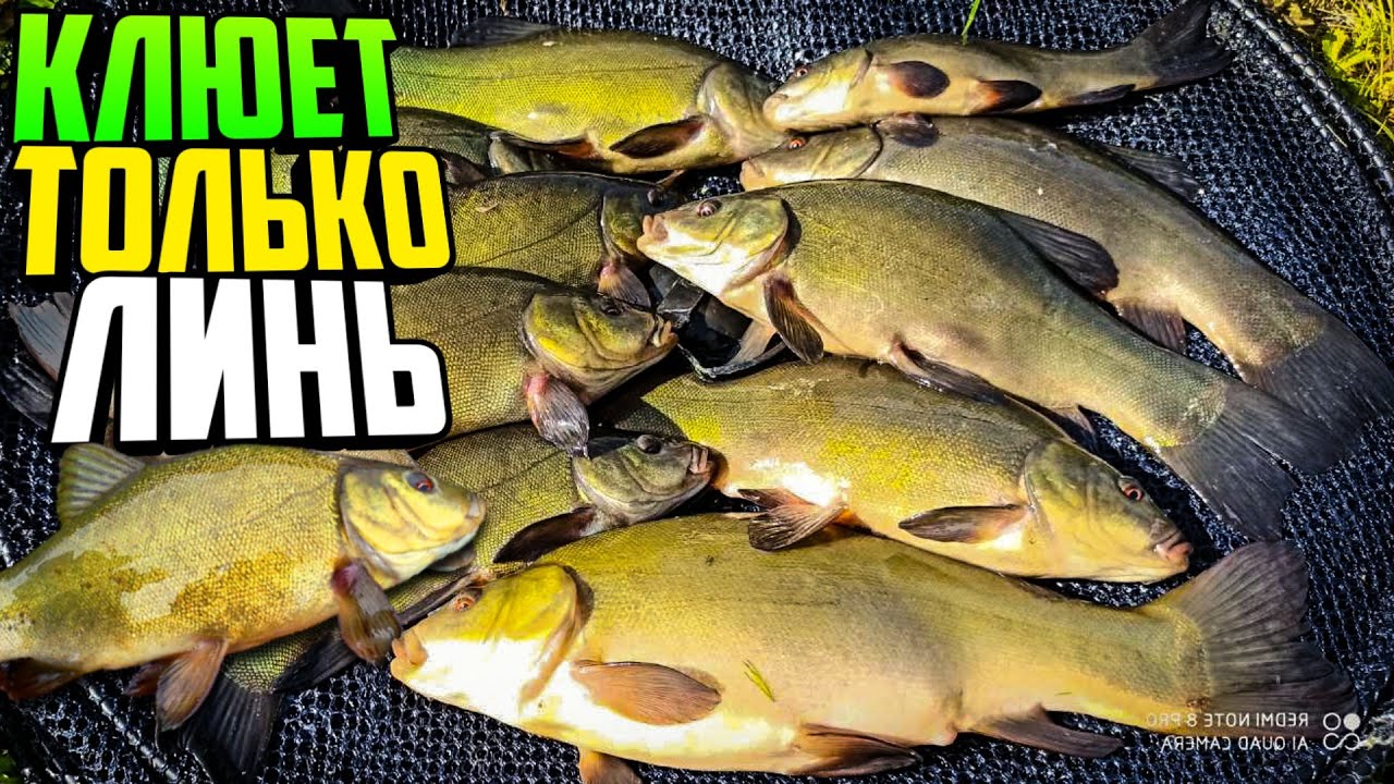 КЛЮЕТ только ЛИНЬ, Ловля линя на удочку,  Рыбалка на линя, Линь