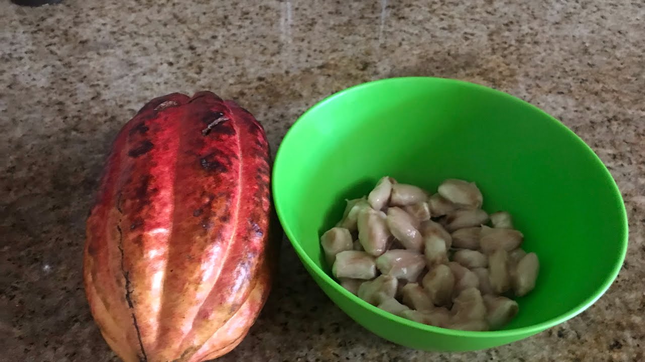 All about Cacao - Cacao 101