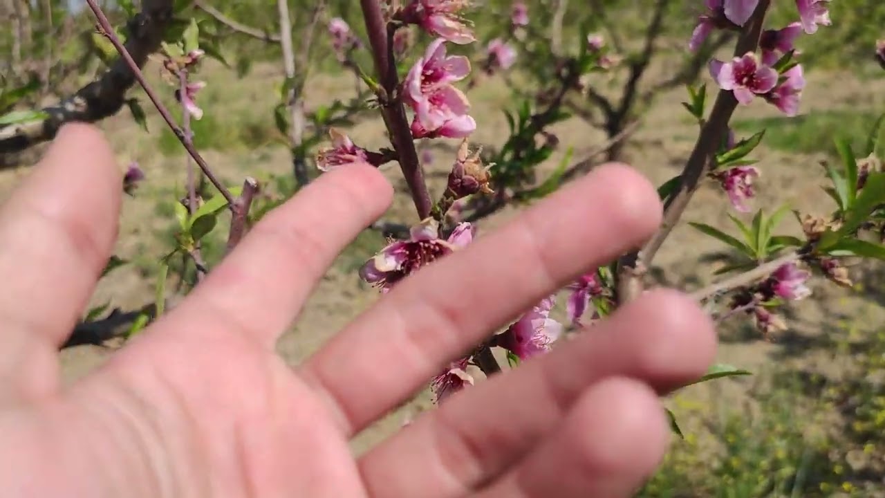خدمة_مزارع_الخوخ_فترة_ما_بعد_العقد 🍑🌸🌳