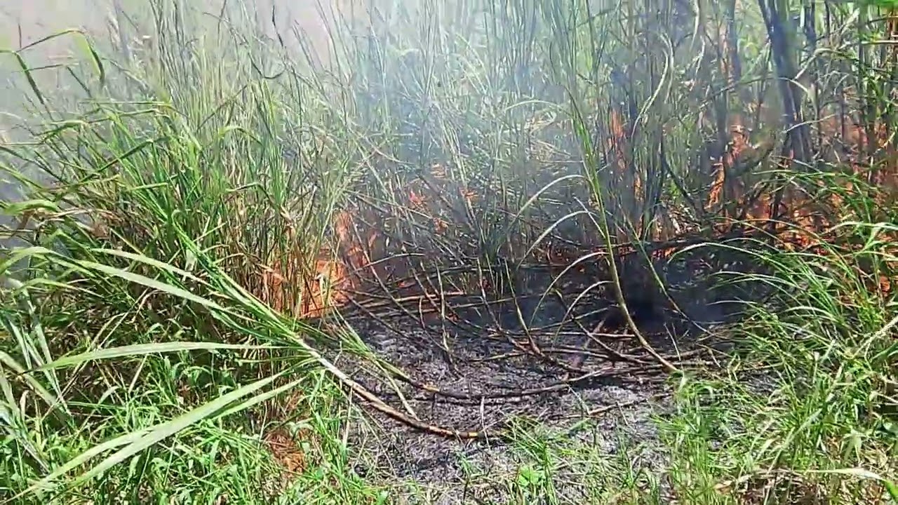 Fogos queima o canavial