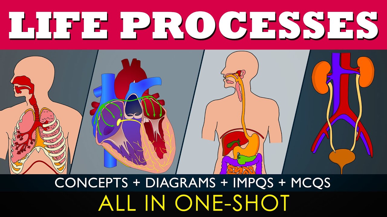 life processes class 10 science biology (Fully Animated) One shot |  Chapter 6 | CBSE | NCERT|