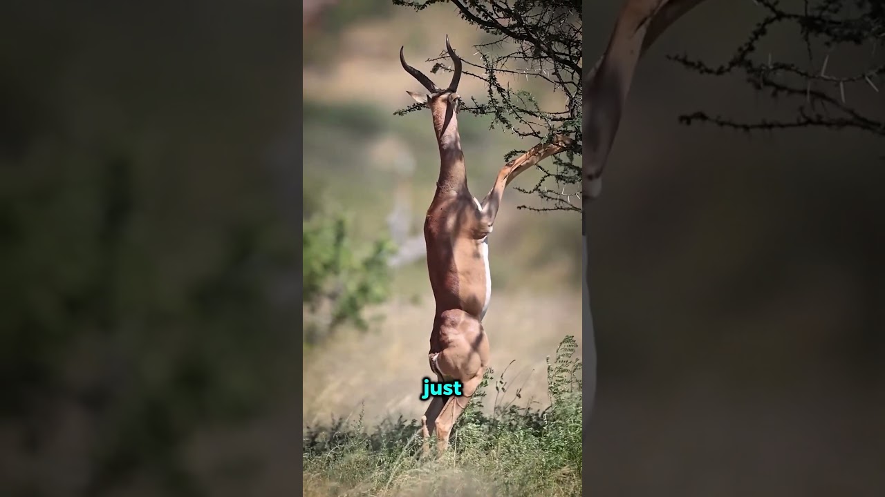These Animals Look So Weird.#WeirdAnimals #AnimalFacts #NatureShorts