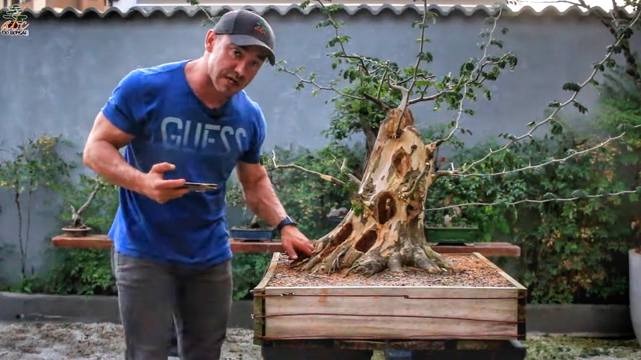 QUASE PERDI MEU BONSAI PITHECO THOR PODRE POR DENTRO