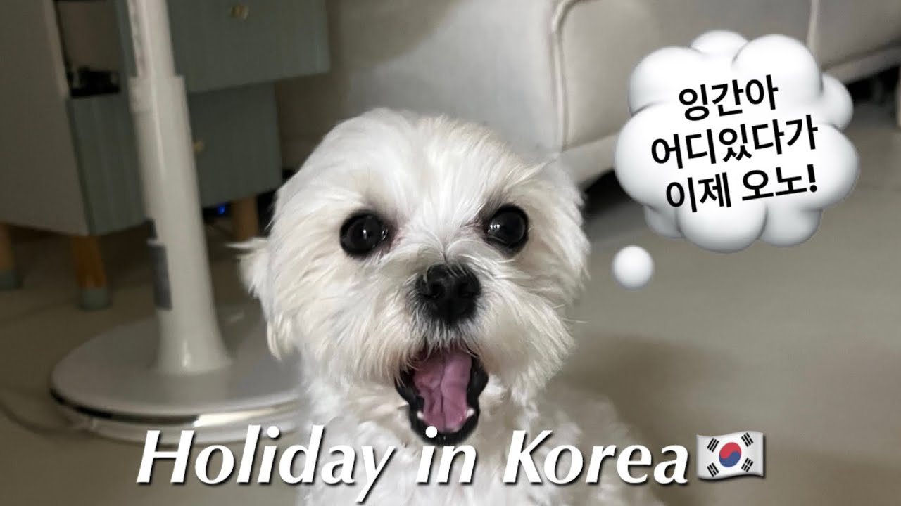 🇰🇷한국 휴가 브이로그#2 Holiday in Korea