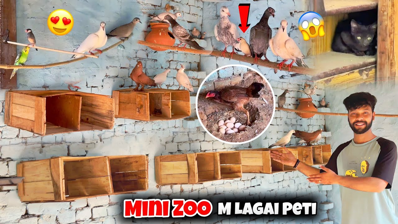 Mini Zoo m Lagai Kabutaron ke Liye Peti 😍 || दो दिन बाद मुर्गी को अंडों पर से उठाया 