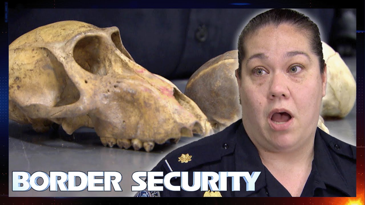 So Many Skulls Seized At Border 💀 S1 E1 | Border Security America