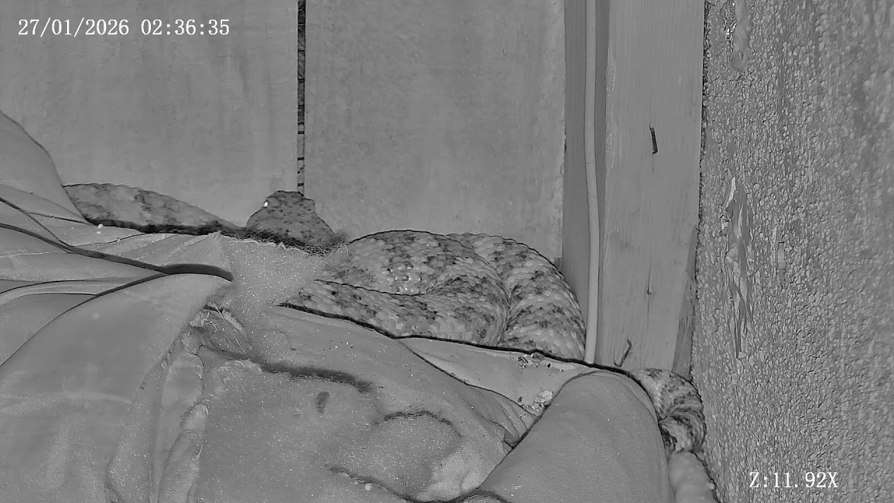 Joshua Tree Rattlesnake cam Live Stream