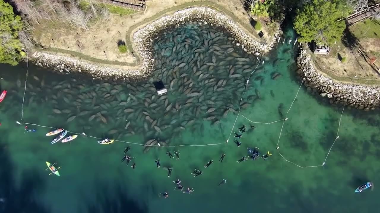 Orchids: Swim the Streams - Ballpark Jam Sessions 077 - Live Modular Synthesizer Music Recording