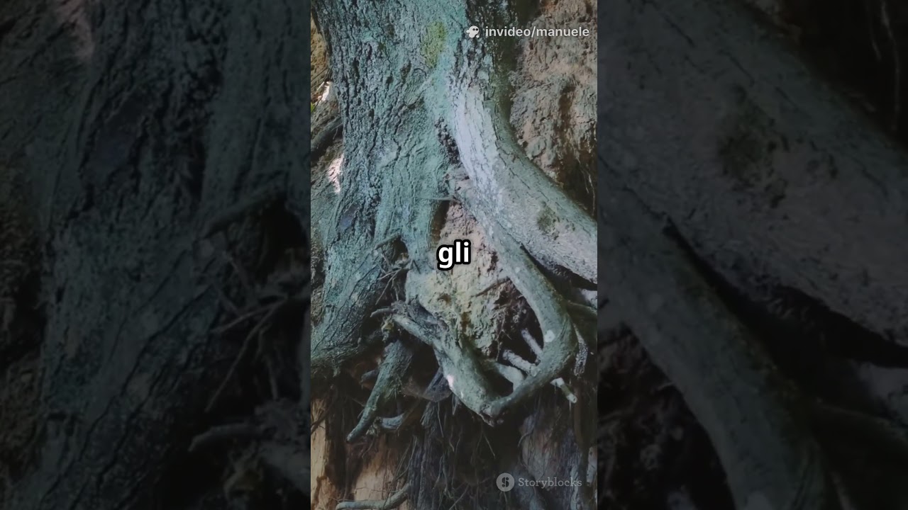 Gli Alberi Parlano tra Loro: La Rete Segreta della Natura!