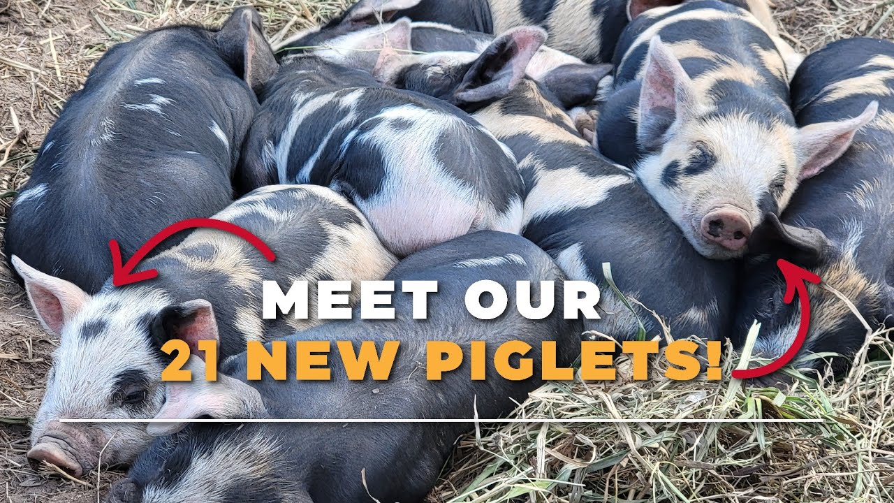 21 NEW PIGLETS!!!