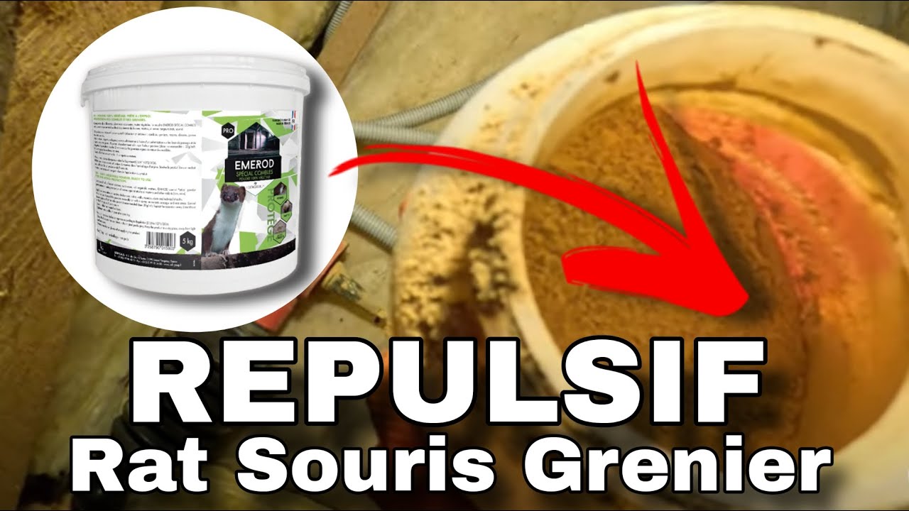 Répulsif anti rat & souris : Comment les faire fuir de votre grenier ou comble ?
