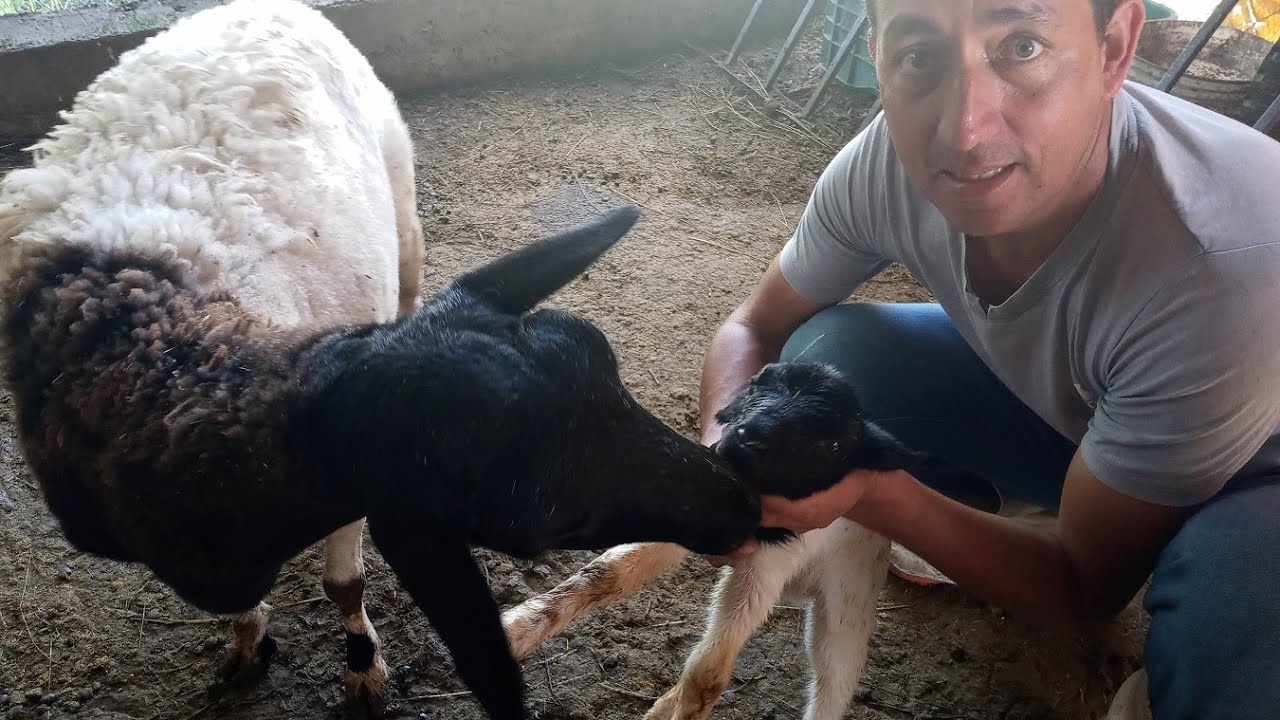BORREGO NACIENDO EN NUESTRO CORRAL!!!!!!!