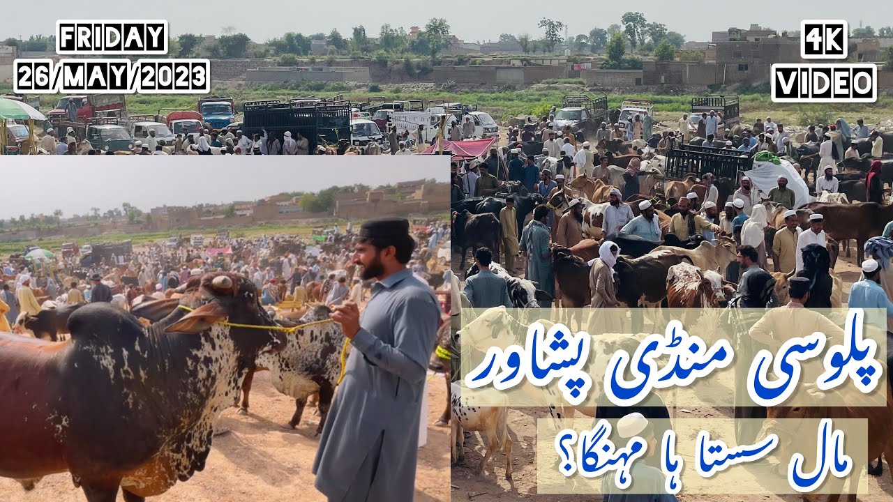 Palosi Mandi Peshawar||Mall Sasta ha?||Latest update||26/May/2023