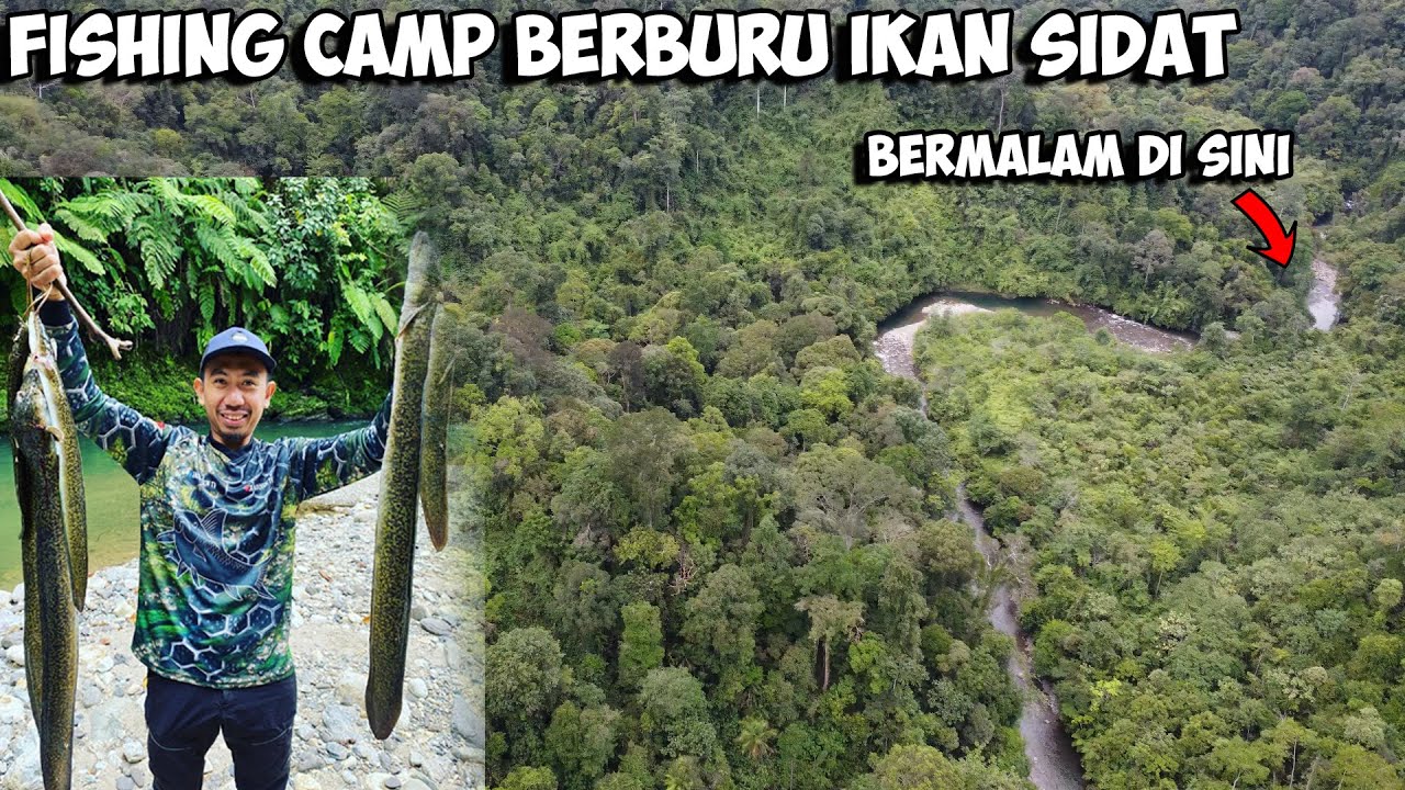 Hasilnya Lumayan Petualangan Camp Fishing Adventure Ke Hulu Sungai Mencari Ikan Sidat Dan Ikan Dewa