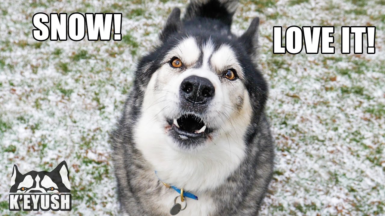 Husky WON'T Stop TALKING When it SNOWS! He LOVES COLD Weather!
