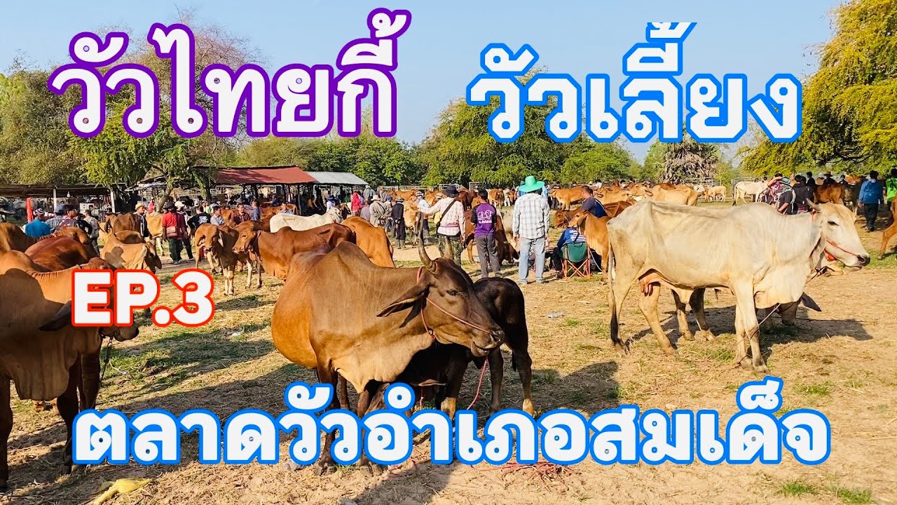 EP.3 #ราคาวัววันนี้ 8 มีนาคม 2569 #ตลาดวัวอำเภอสมเด็จจังหวัดกาฬสินธุ์ #วัวเลี้ยง #วัวขุน #วัวไทกี้