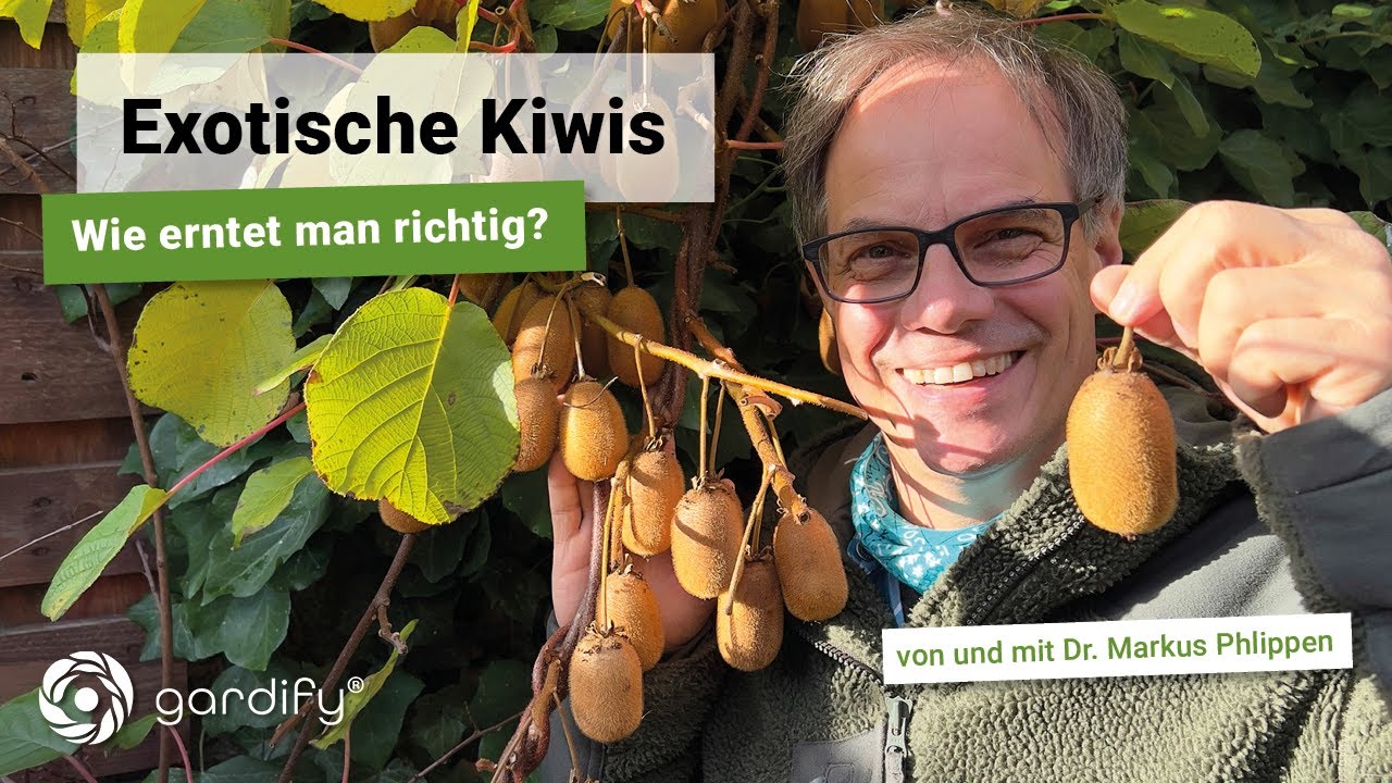 Exotische Kiwis - Wie erntet man sie richtig? Obst Selbstversorger Nutzgarten | gardify Tipps