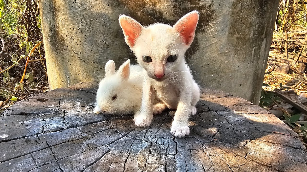 Rabbits like kittens, they are very cute.#rabbit #Cat🐇❤️🐈