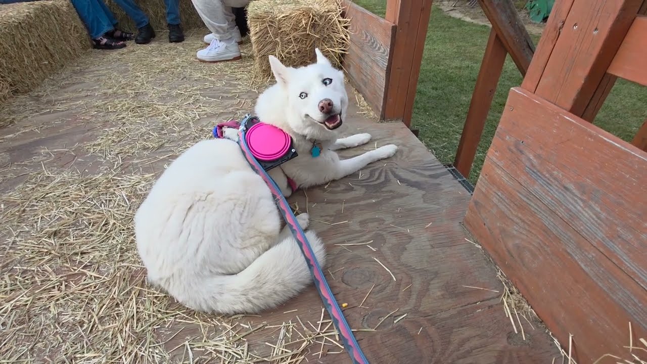Dogs Go on a Hayride