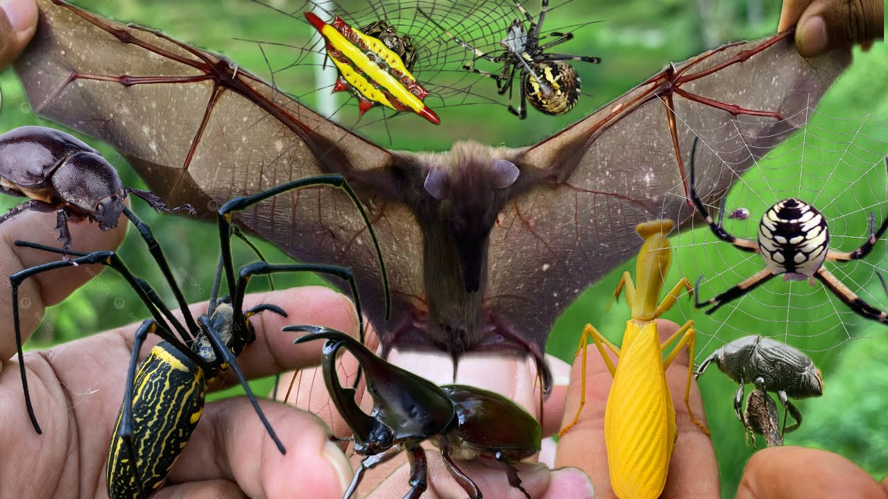 save the night ghost