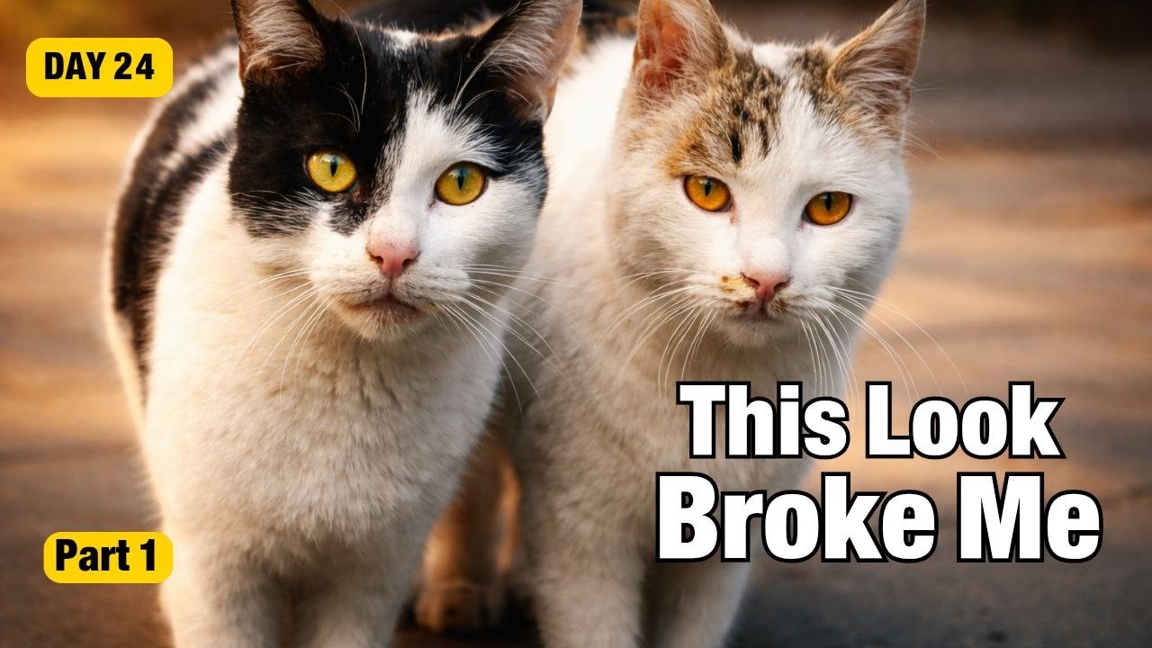 They Didn’t Meow… They Just Stared at Me | Day 24 – Part 1