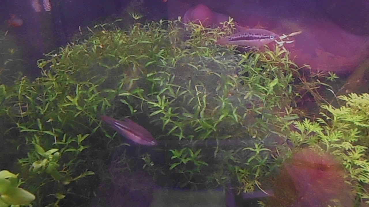 141  Skrzeczyk karłowaty Trichopsis pumila warunki hodowlane