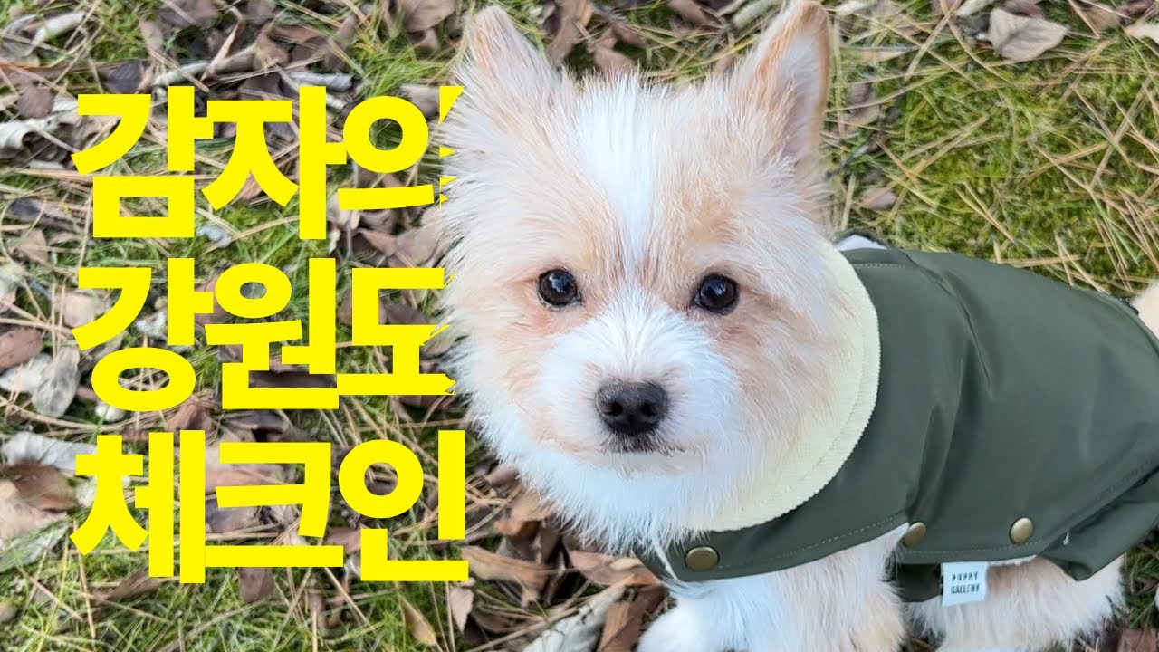 평창에서 온 강아지의 고향 방문기! | Vlog | 포인핸드 | 강아지 입양