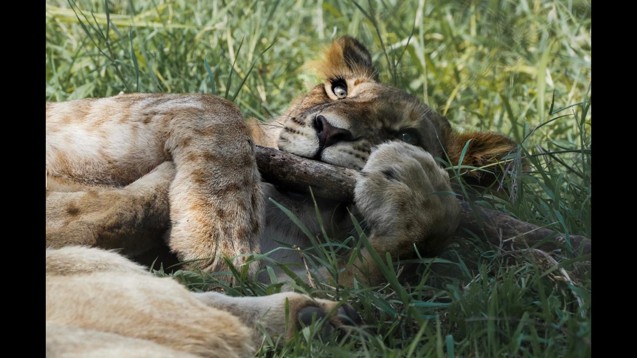 Paolo Ugoletti - 12 Preludi per chitarra, 4 Counterpoint