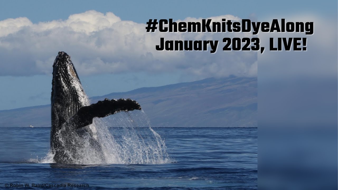 January 2023 #ChemKnitsDyeAlong, LIVE! Dyeing Humpback Whale Inspired Yarn!