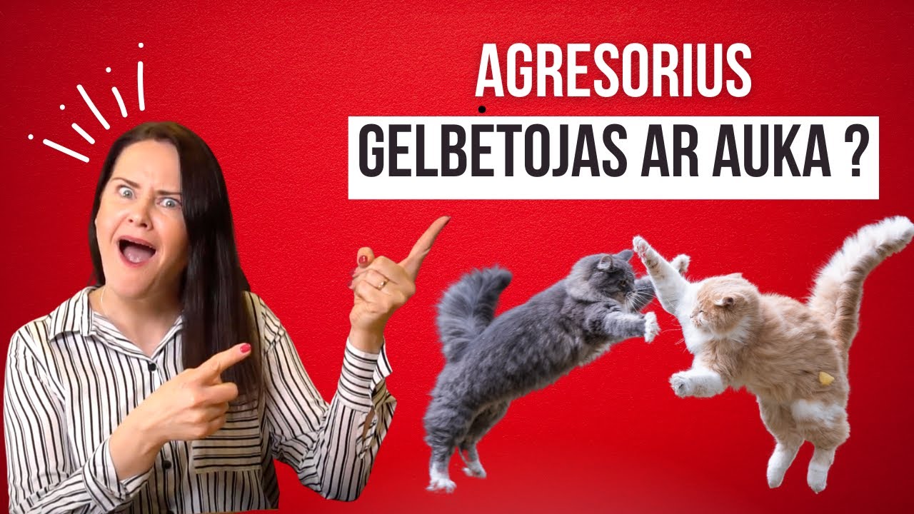 Agresorius, Gelbėtojas ar Auka? Atpažink, kokiam vaidmeniui priklausai