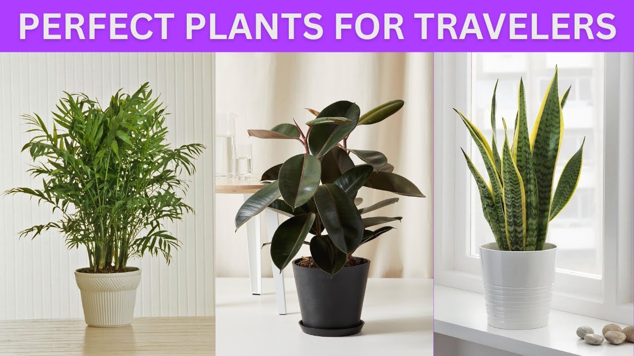 13 Best Indoor Plants for People Who Travel | Perfect Plants For Travelers