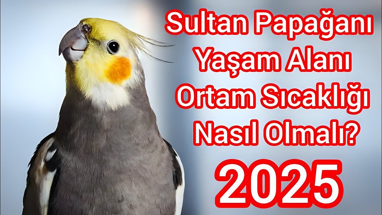 Sultan Papağanlarının Yaşadığı Ortamın Isı Ve Nem Oranı Nasıl Olmalıdır