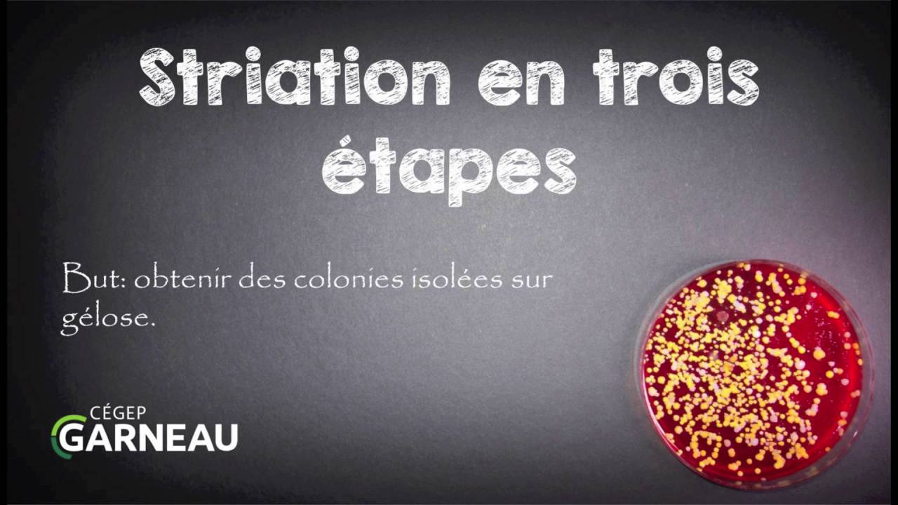 Striation en trois étapes (isolement des cultures)