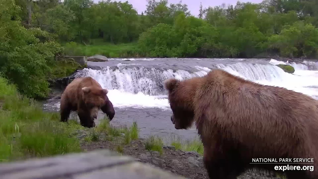 Sisters 909 and 910 reunite! Views from both BFL and BF 🐻 June 23, 2025 (Explore.org)
