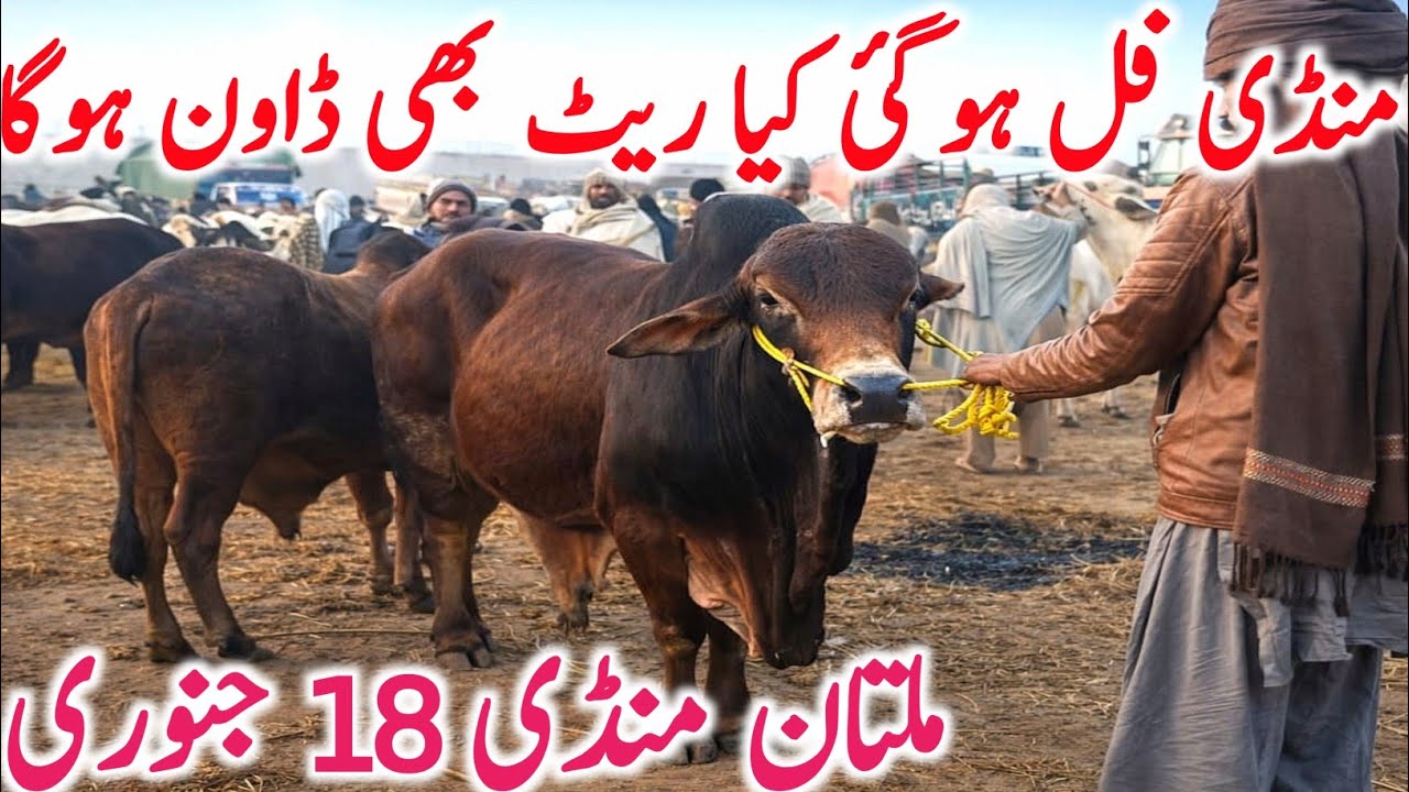 Today Multan Cow Mandi 2026 | Cholistani Sahiwal & Brahman Cows | Global Village Farming