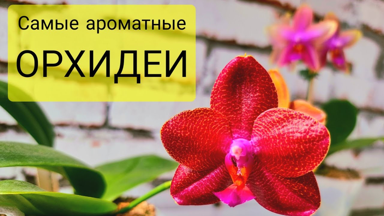 Самые ароматные орхидеи, фаленопсисы, пелорики в моей коллекции. Mituo, P. LD Sun Dragon Snake Scale