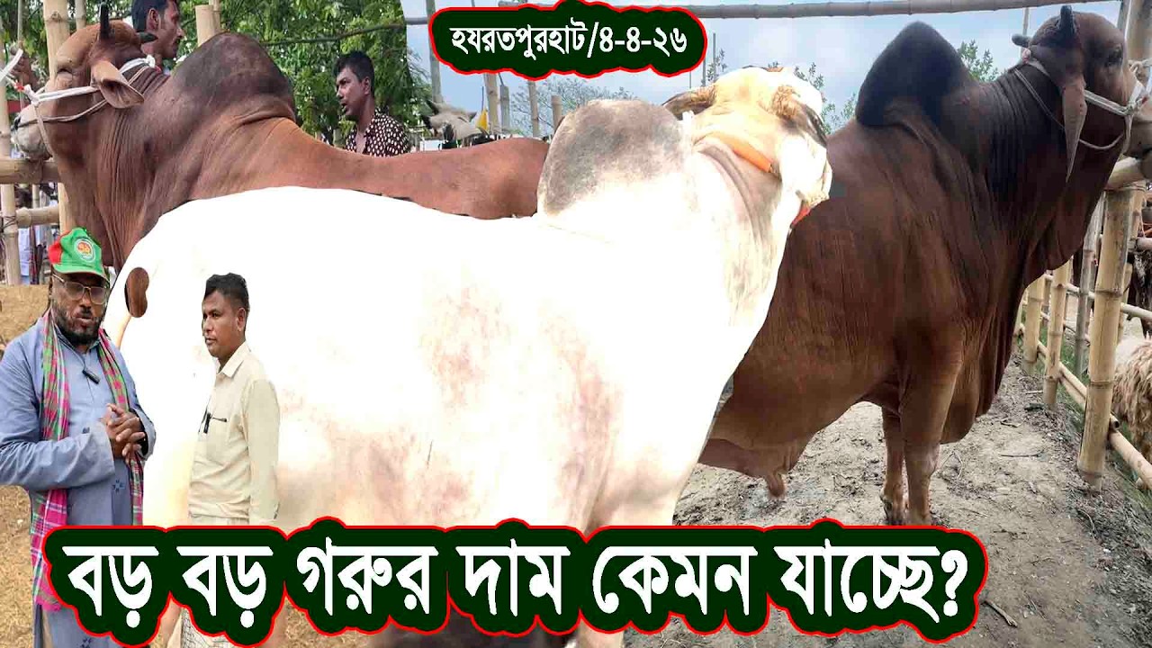 হযরতপুরহাটে বড় বড় কুরবানীর গরুর দাম কেমন যাচ্ছে? Qurbani cow price 2026