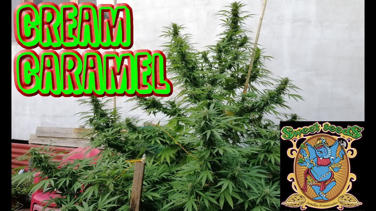 Cream Caramel 🍀 Sweet Seeds 🍃 Cultivo exterior - Tierra Madre
